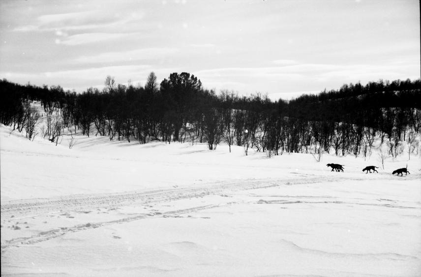 @ Julia Jayko Fossland, Paths I walk with closed eyes